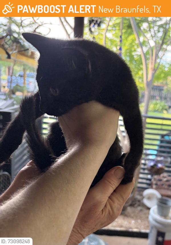 Found/Stray Unknown Cat last seen Kuehler Ave, New Braunfels, TX 78130