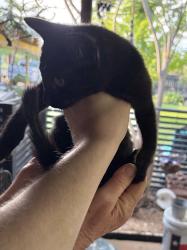 Found/Stray Unknown Cat last seen Kuehler Ave, New Braunfels, TX 78130