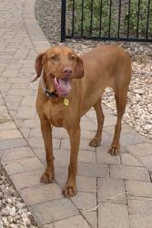 Reunited Female Dog last seen Near Stanford lane el dorado hills, ca 95762, El Dorado Hills, CA 95762