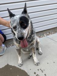 Found/Stray Unknown Dog last seen Ansel Dr and Barela Ct, Colorado Springs, CO 80923