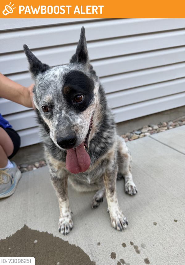 Found/Stray Unknown Dog last seen Ansel Dr and Barela Ct, Colorado Springs, CO 80923