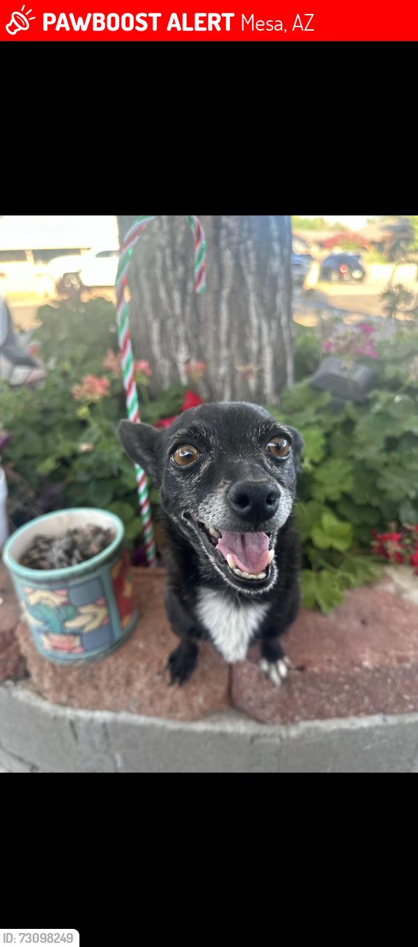 Lost Female Dog last seen 104th Pl and university dr, Mesa, AZ 85207