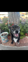 Lost Female Dog last seen 104th Pl and university dr, Mesa, AZ 85207