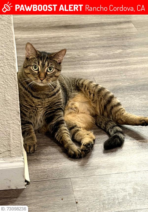 Lost Female Cat last seen Prospect Park Drive and Gold center Drive, Rancho Cordova, CA 95670