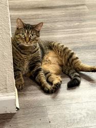Lost Female Cat last seen Prospect Park Drive and Gold center Drive, Rancho Cordova, CA 95670