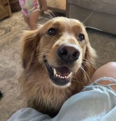 Reunited Female Dog last seen Texas City by College of the Mainland, Texas City, TX 77591