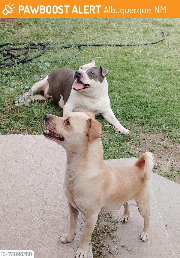 Found/Stray Female Dog last seen San Clemente and grande, Albuquerque, NM 87107