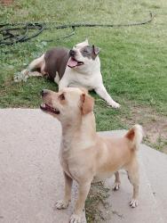Found/Stray Female Dog last seen San Clemente and grande, Albuquerque, NM 87107