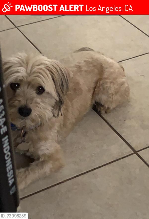 Lost Male Dog last seen Hazard, Los Angeles, CA 90063