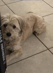 Lost Male Dog last seen Hazard, Los Angeles, CA 90063