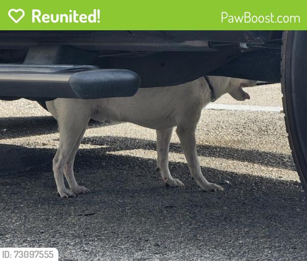 Reunited Unknown Dog last seen Here, Clearwater, FL 33759