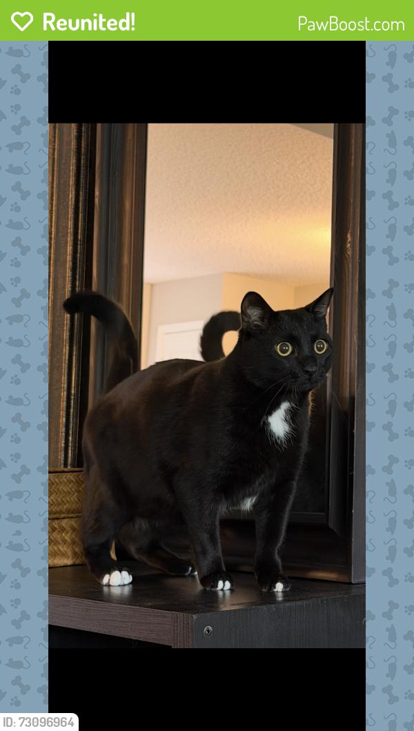Reunited Male Cat last seen 21A Avenue SW Summerside, Edmonton, AB T6X 0S3