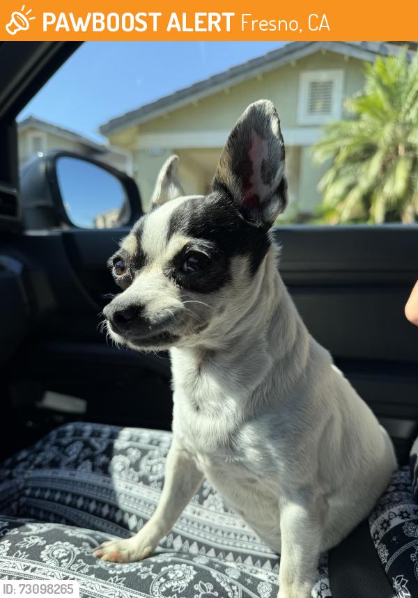 Found/Stray Female Dog last seen Wrenwood / Fair, Fresno, CA 93711