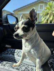 Found/Stray Female Dog last seen Wrenwood / Fair, Fresno, CA 93711