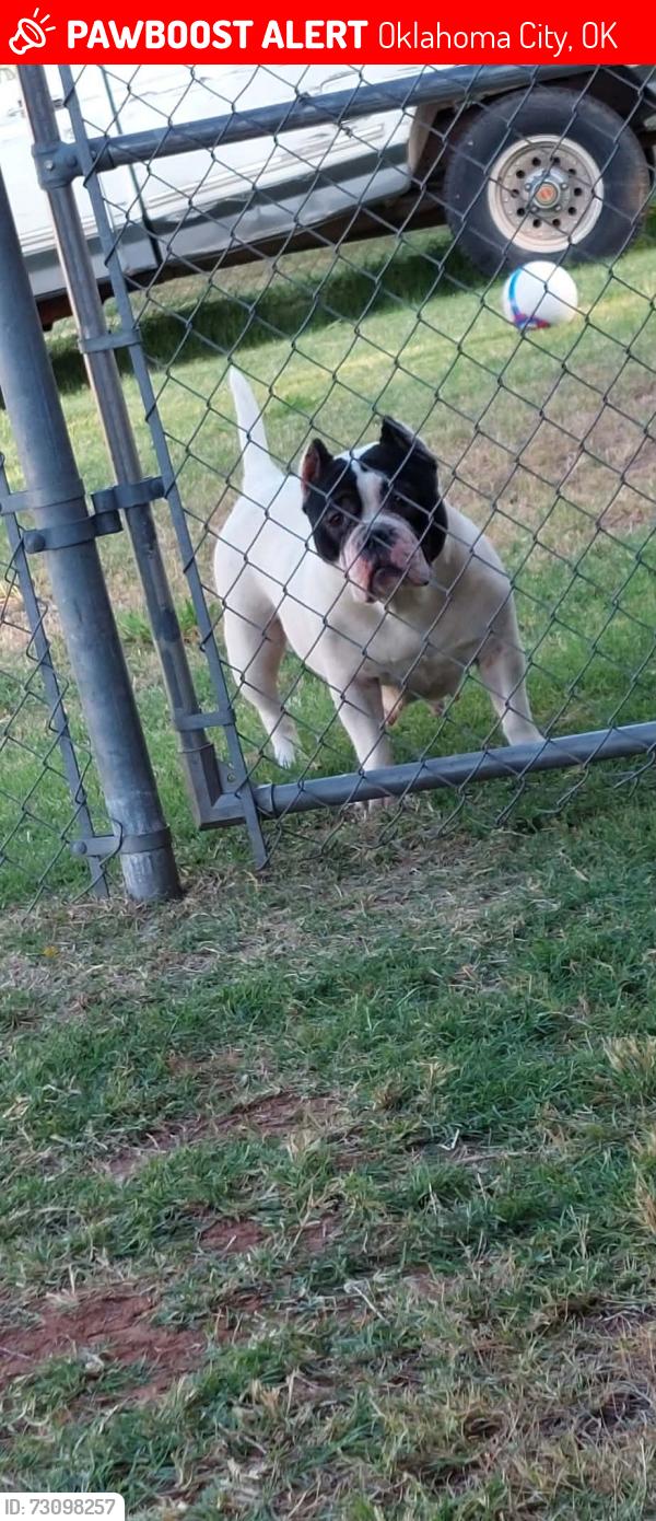 Lost Female Dog last seen SW 54th & Broadway, Oklahoma City, OK 73109