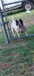 Lost Female Dog last seen SW 54th & Broadway, Oklahoma City, OK 73109