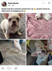 Reunited Female Dog last seen Midway ave / Glenway / Queen City, Cincinnati, OH 45238