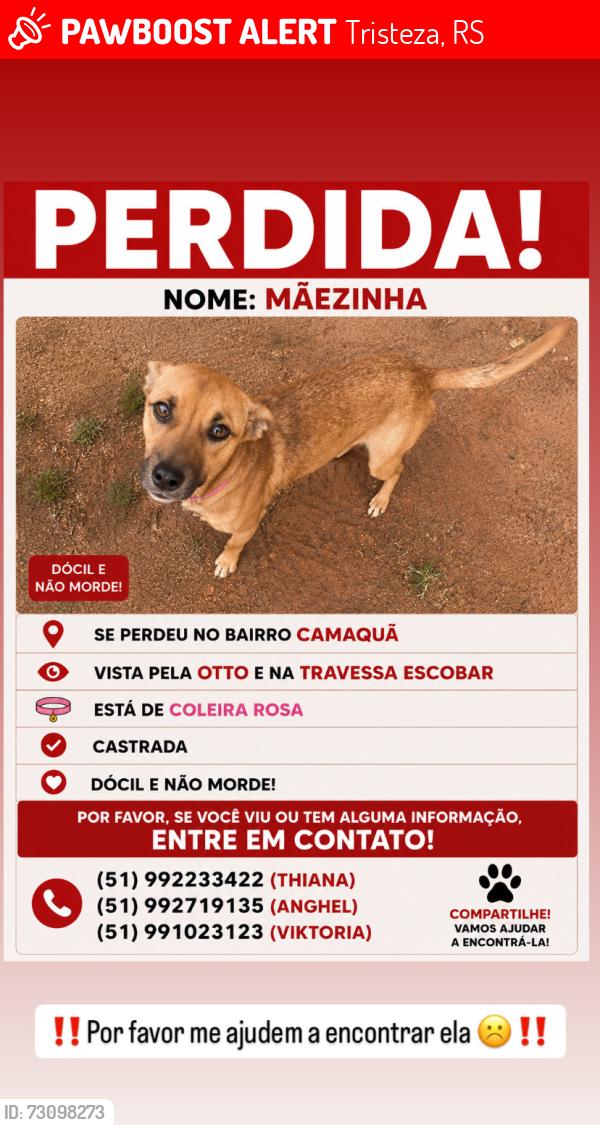 Lost Female Dog last seen , Tristeza, RS 