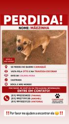 Lost Female Dog last seen , Tristeza, RS 