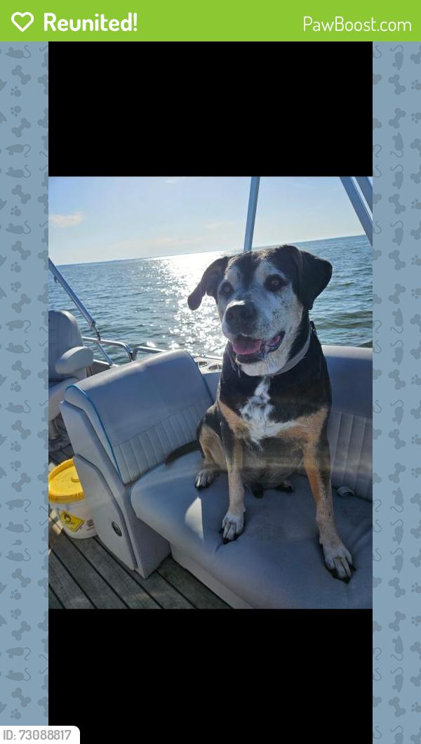Reunited Male Dog last seen Dunklin street , Citrus County, FL 34433