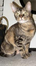 Lost Female Cat last seen apmt complex, Humble, TX 77339