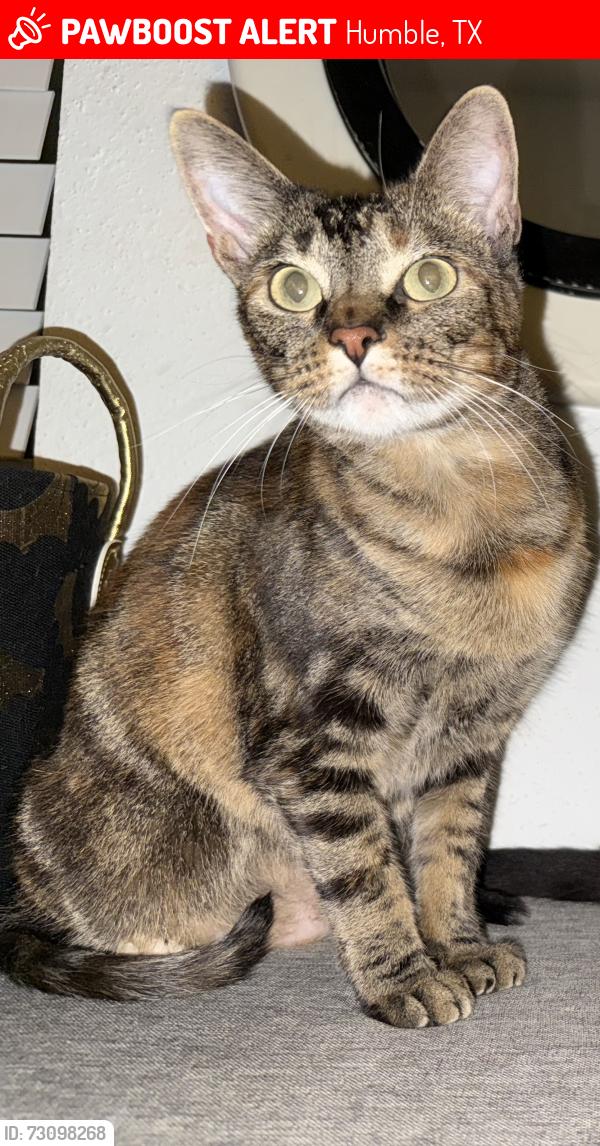 Lost Female Cat last seen apmt complex, Humble, TX 77339