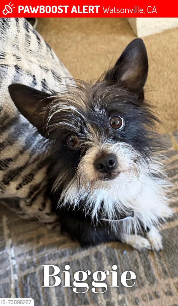 Lost Male Dog last seen Tuttle Ave, Watsonville, CA 95076