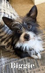 Lost Male Dog last seen Tuttle Ave, Watsonville, CA 95076