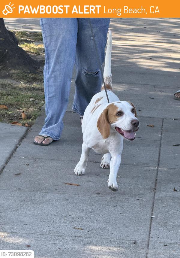 Found/Stray Male Dog last seen Atlantic, Long Beach, CA 90805