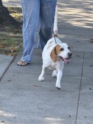 Found/Stray Male Dog last seen Atlantic, Long Beach, CA 90805