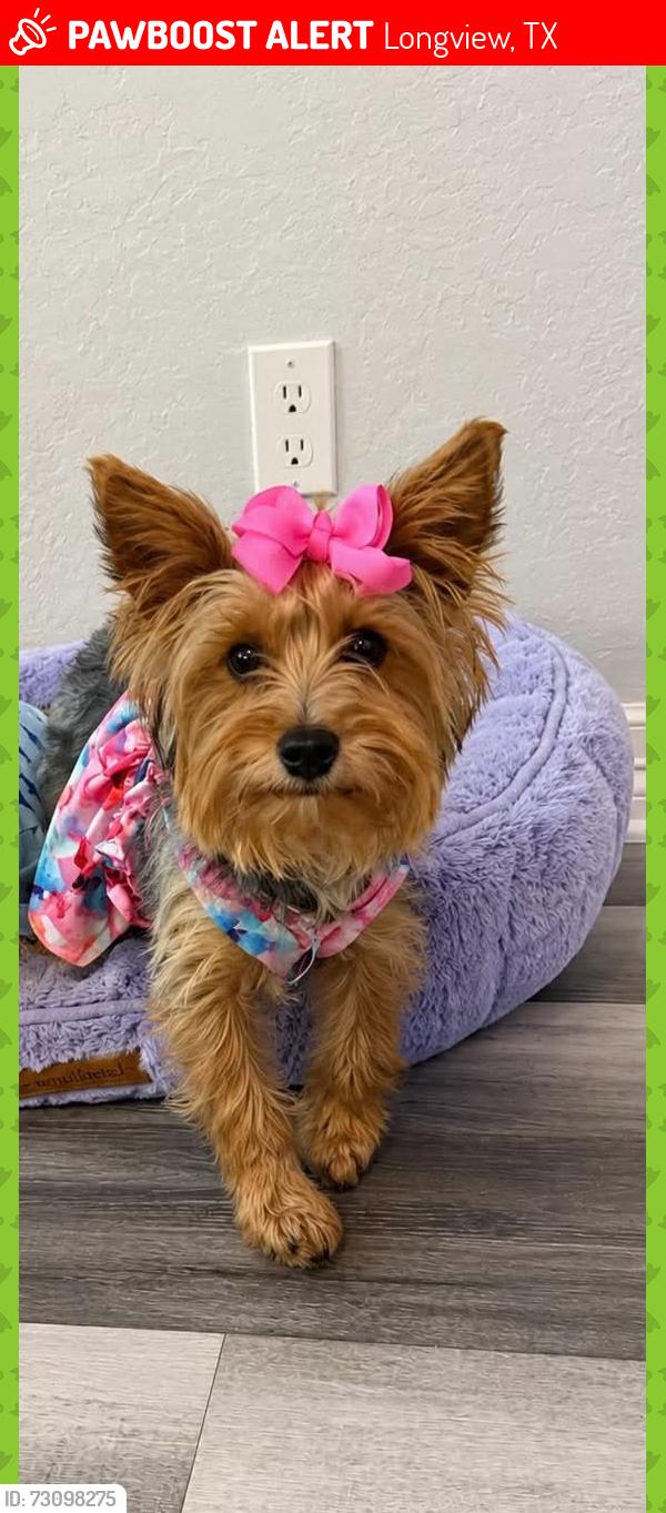 Lost Female Dog last seen Fernridge dr area, Longview, TX 75605