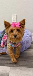 Lost Female Dog last seen Fernridge dr area, Longview, TX 75605