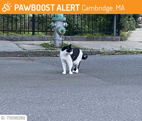 Found/Stray Unknown Cat last seen Near Trader Joe’s, Cambridge, MA 02139