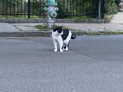 Found/Stray Unknown Cat last seen Near Trader Joe’s, Cambridge, MA 02139