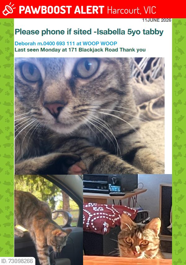 Lost Female Cat last seen Harmony Way, Harcourt, VIC 3453