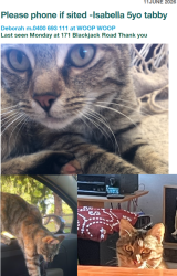 Lost Female Cat last seen Harmony Way, Harcourt, VIC 3453