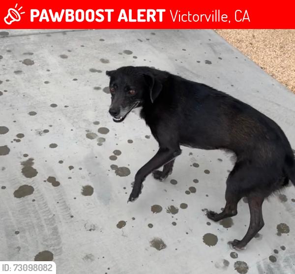 Lost Male Dog last seen Cypress, Victorville, CA 92395