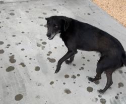 Lost Male Dog last seen Cypress, Victorville, CA 92395