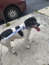 Found/Stray Male Dog last seen 11th and chew st, Allentown, PA 18102