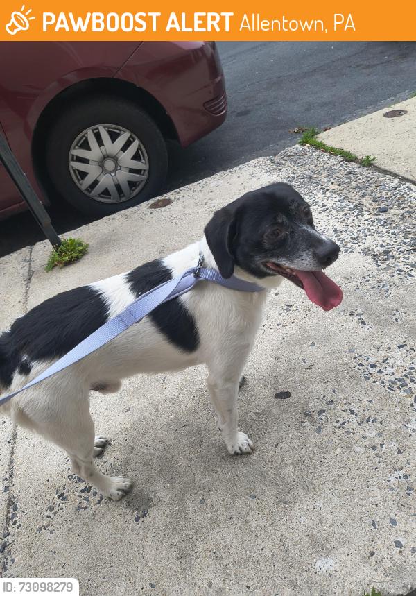 Found/Stray Male Dog last seen 11th and chew st, Allentown, PA 18102