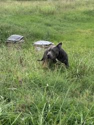 Found/Stray Unknown Dog last seen T section by 75 Benfield Cir Cartersville, GA 30121 United States, Cartersville, GA 30121
