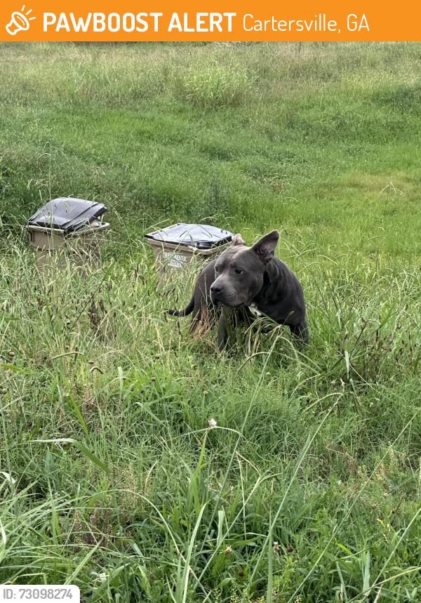 Found/Stray Unknown Dog last seen T section by 75 Benfield Cir Cartersville, GA 30121 United States, Cartersville, GA 30121