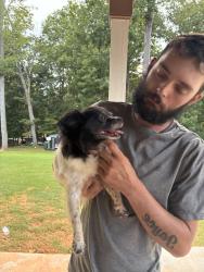 Reunited Female Dog last seen Dawsonville Hwy, Hall County, GA 30506