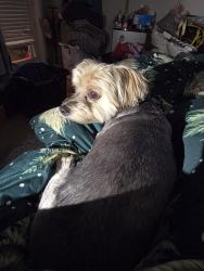 Reunited Female Dog last seen Savanna , Port St. Lucie, FL 34953