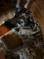 Found/Stray Male Dog last seen Oak dr hurst texas, Hurst, TX 76053