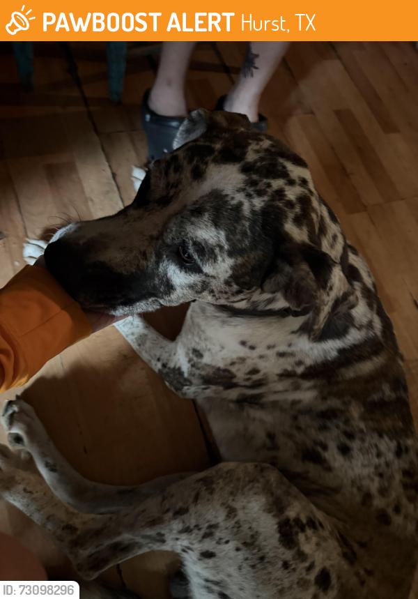 Found/Stray Male Dog last seen Oak dr hurst texas, Hurst, TX 76053