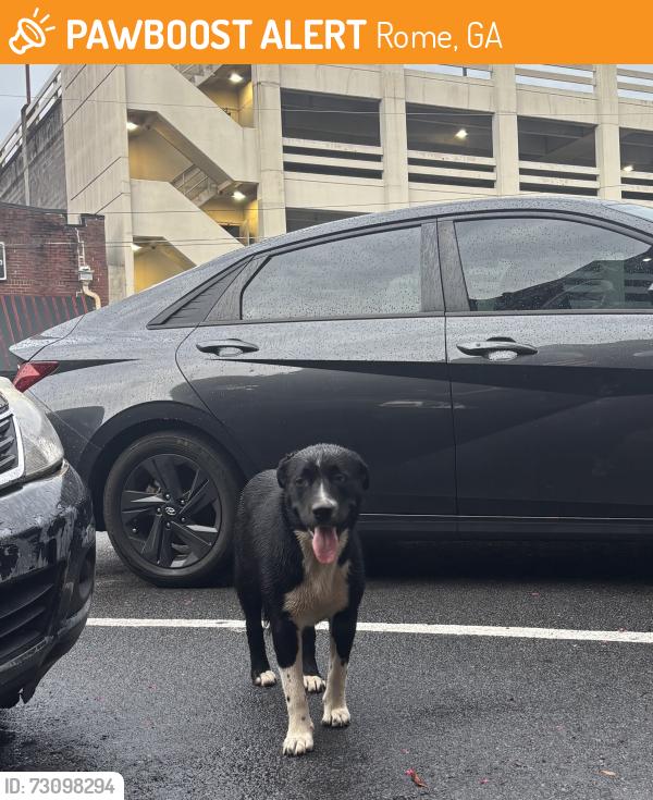 Found/Stray Female Dog last seen jefferson’s, Rome, GA 30161