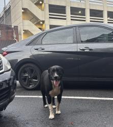 Found/Stray Female Dog last seen jefferson’s, Rome, GA 30161
