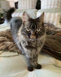 Reunited Female Cat last seen Peninsula Point Drive and Sea crest Drive, Seaside, CA 93955