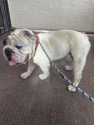 Found/Stray Male Dog last seen Sulphur springs, Las Vegas, NV 89128
